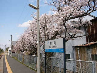 桜と駅名標。奥に錆びたトタンの壁の家。