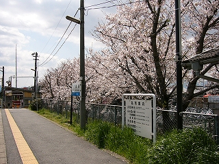 桜並木、青いラインの入った駅名標、名所案内、緑の草草。