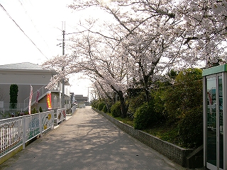 道路、緑の植え込み、桜。