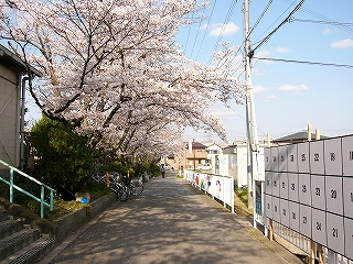 左側から桜の枝が覆うアスファルトの道。