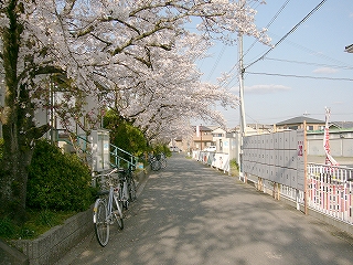 桜、緑の植え込み、待合所への上り階段、駅前の道路。