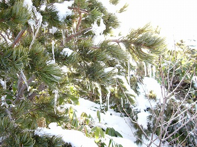 上に雪を載せ下につららをぶら下げた濃緑のハイマツ