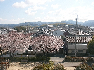 瓦屋根の古くからの住宅街と満開の桜の木。