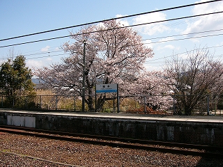 ホームと桜。