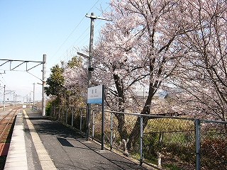 見事な桜と駅名標。