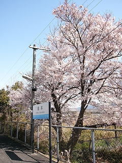 見事な桜と駅名標。