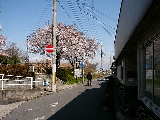 細い道路。右手に民家、左手に桜。