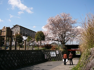 跨線橋と桜。