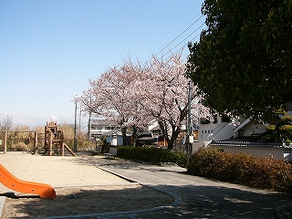 小さな児童公園と桜。