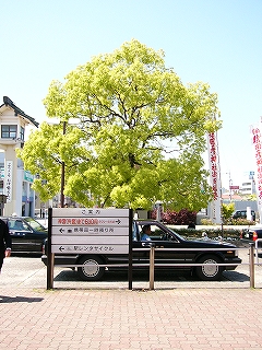新緑の樹とタクシー。