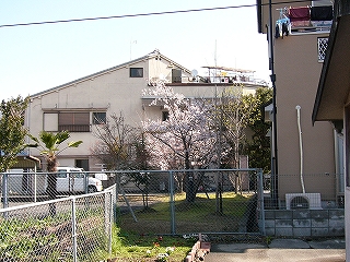 フェンス越しに見る公園の桜の木。