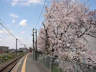 ホーム脇の大きな桜。