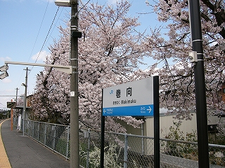 JRサイズの駅名標と桜。
