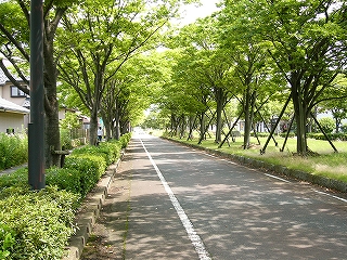輝く緑の木々に囲まれた一車線の道路。