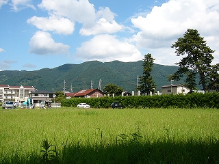 一面背の高い緑の草草。その向こうに少しの住宅、ずっと奥に夏山と青空。