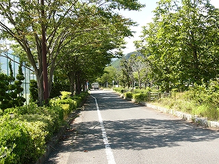 両脇に緑の木々の溢れる一車線道。
