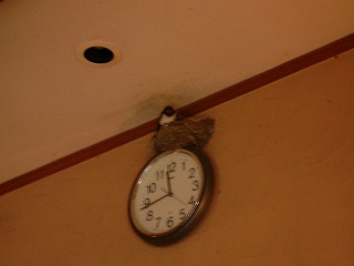 掛け時計の上のツバメの巣とツバメ
