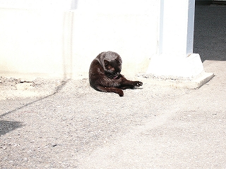 丸まって体をなめる黒猫。