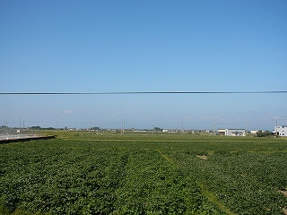 少しだけ見下ろすような位置から、青空のもとに広がる一面緑の畑。