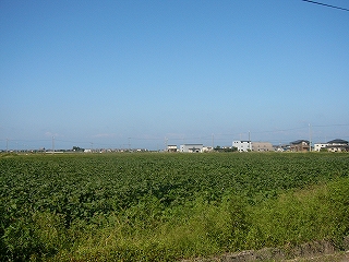 青空のもとに広がる深い緑の畑。ずっと向こうの方に人家の並びがある。