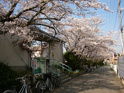 満開の桜と駅前の道路、道路から見た待合所。