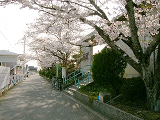 桜と駅出入口。